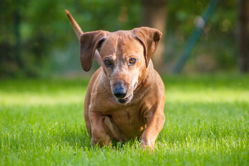 brown puppy dachshund playing in the park with ball and stick
