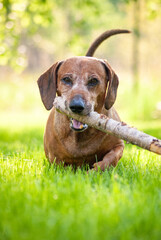 brown puppy dachshund playing in the park with ball and stick