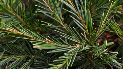 close up of pine leaf 