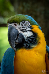 The Blue-and-Gold Macaw. (Ara Ararauna).