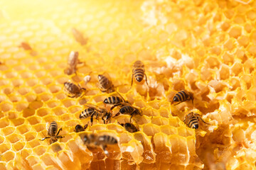 pszczoła miodna na plastrze miodu - obrazy, fototapety, plakaty