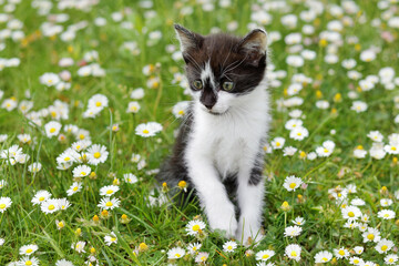 Little white black kitten sitting on the grass. Cute black and white kitten sits on a meadow with daisies. Little kitten in the daisy flower lawn in summer. Cat on green lawn with marguerite flowers