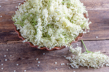 Elder flowers. White flower shrub. Harvesting buds for making syrup and drink. Cooking and food in...