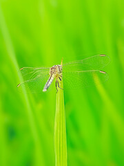 dragonfly on a green leaf