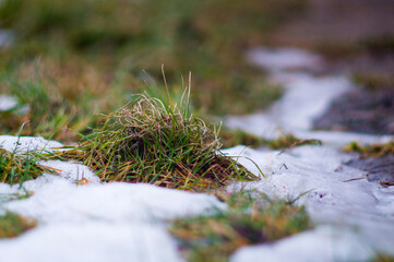 green grass under the snow, early spring