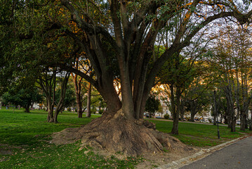 evergreen tree, Ombú (Phytolacca dioica) in Lisbon, Portugal