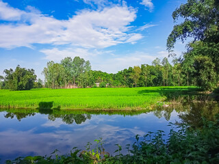 landscape with lake , trees and blue sky 