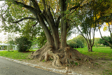 evergreen tree, Ombú (Phytolacca dioica) in Lisbon, Portugal