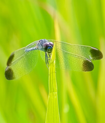 dragonfly on a green leaf