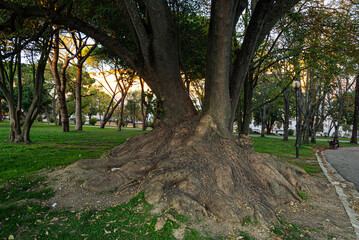Obraz premium evergreen tree, Ombú (Phytolacca dioica) in Lisbon, Portugal