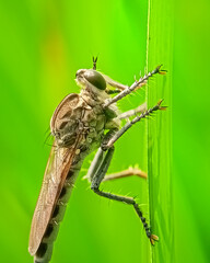 Machimus arthriticus