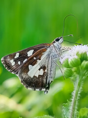 butterfly on a leaf