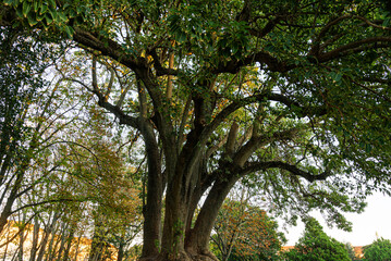 Fototapeta premium evergreen tree, Ombú (Phytolacca dioica) in Lisbon, Portugal