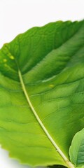 close up green leaf