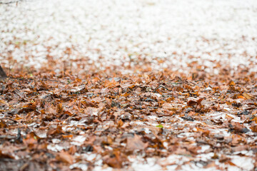 Winter leaves in the snow