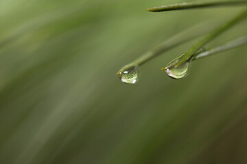 Loupe effect on pine water drop
