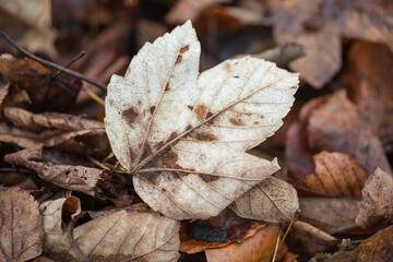 Autumn leaves , white leaf 