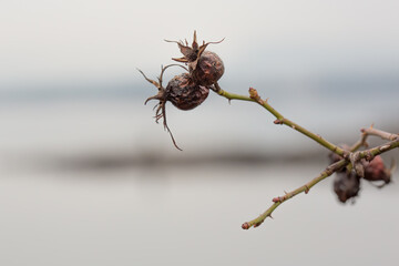 Branch seeds