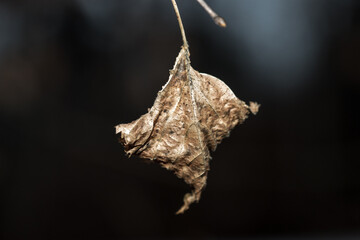 Dry leaves in winter