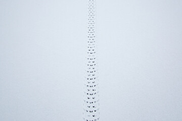 Bike prints in the snow