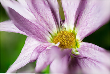 Flower macro