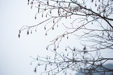 Tree branches in winter