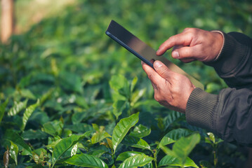 Smart farmer holding smartphone in eco green farm sustainable quality control. Close up Hand control planting tree. Farmer hands cultivated fresh garden in eco biotechnology. Farmland technology