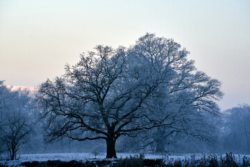 lonely oak tree in a snow-covered meadow during winter