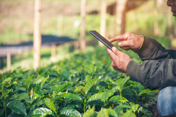 Smart farmer holding smartphone in eco green farm sustainable quality control. Close up Hand...