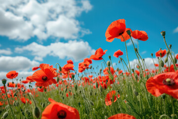 Obraz premium field of poppies, with a blue sky and white clouds