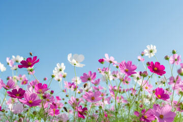 field of blooming cosmos flowers under a clear blue sky