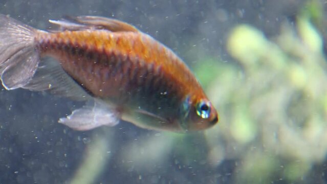 Congo tetra fish, Phenacogrammus interruptus, Alestidae