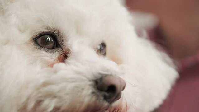 Close up slow motion of bichon frise eyes looking around with natural lighting