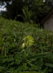 symbolizing the nurturing of new life and sustainable practices