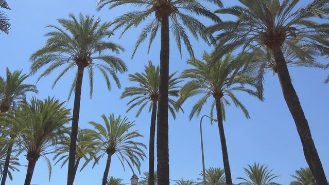 Up view of date palm trees (Phoenix sp) and blue sky