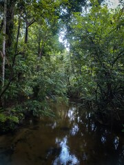A lush green forest bathed in golden sunlight, highlighting the harmony between nature and sunlight.