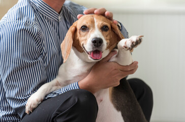 Close up Veterinarian examines customer's dog in the animal hospital - 727852289
