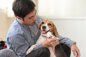 Close up Veterinarian examines customer's dog in the animal hospital - 727852295