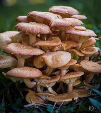 The Ringless Honey Mushroom (Desarmillaria Tabescens).