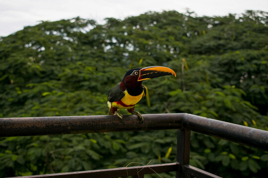Tropical View: Toucan on the Balcony