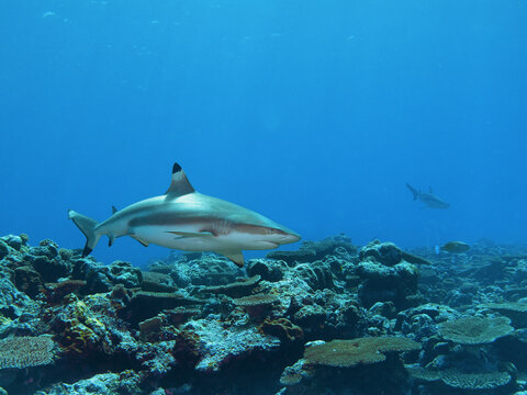 Ein Schwarzspitzen Riffhai, der sehr nahe kommt und die Taucher umkreist. Unterwasserfotografie im Korallenriff am Divespot Vertigo auf der Insel Yap in Mikronesien - Pazifischer Ozean.