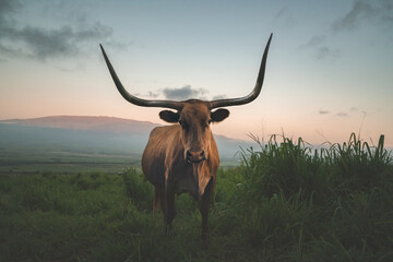 Texas Longhorn, longhorn cattle