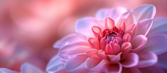 Macro Magic: Beautiful Pink Dahlia Blossoms Captured in Stunning Macro Photography