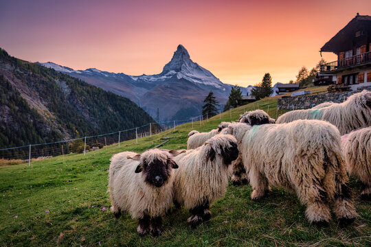 Matterhorn mountain with Valais blacknose sheep on hill in rural scene during the sunset at Switzerland
