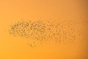 Flock of bird flying in the orange sky