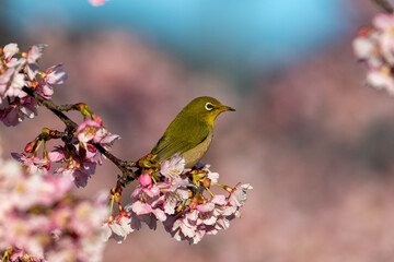 満開の桜の枝にとまるメジロ