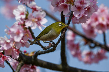 河津桜の枝で休むメジロ