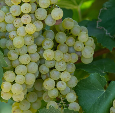 "Early morning dew clinging to the surface of ripe grapes, creating a magical and refreshing ambiance. The play of light adds an ethereal quality to the scene."
