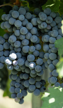 "From the vine to the table, this image encapsulates the journey of grapes. Freshly harvested bunches sit on a rustic table, ready to be enjoyed in various culinary delights."