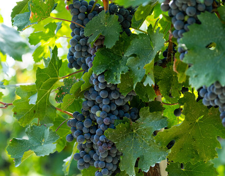 "Picturesque view of a bountiful vineyard, showcasing clusters of grapes hanging from the vines. The vibrant colors of green and purple create a mesmerizing landscape."